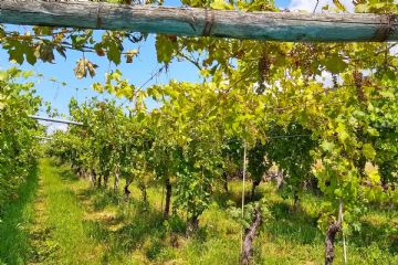 Flavescenza dorata 2026